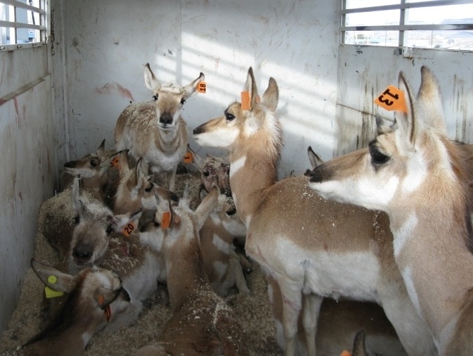 antelope antelope